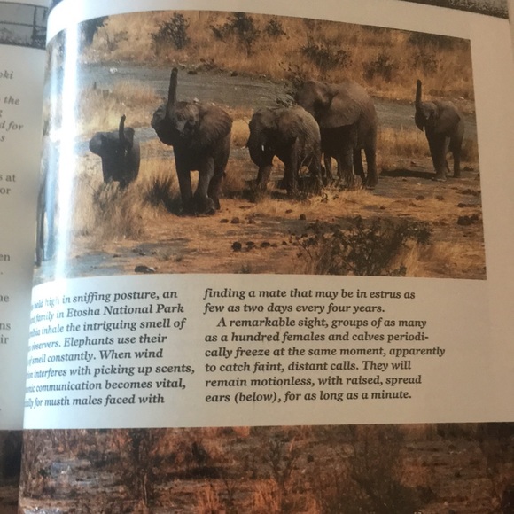 Vintage National Geographic Vol.#176 No.2 August 1989 - Picture 13 of 14